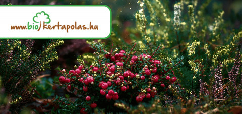 Biokertapolas